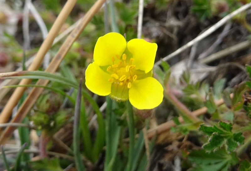 Potentilla